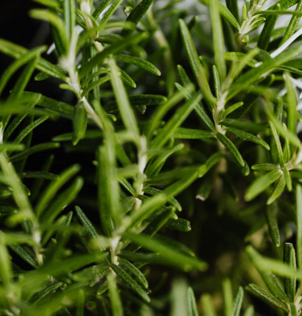 Crushed Rosemary